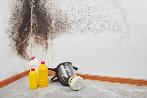 Best Mold Remediation for Specific Building Types in Wolfforth, TX
