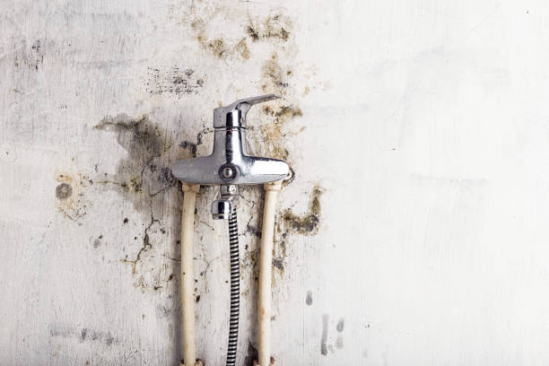 Best Emergency Mold Remediation in Wolfforth, TX