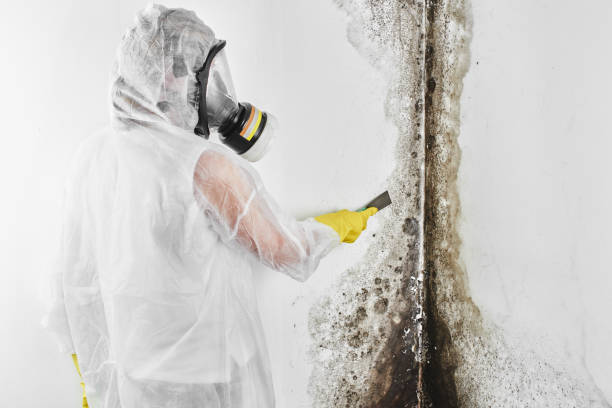 Best Emergency Mold Remediation in Wolfforth, TX