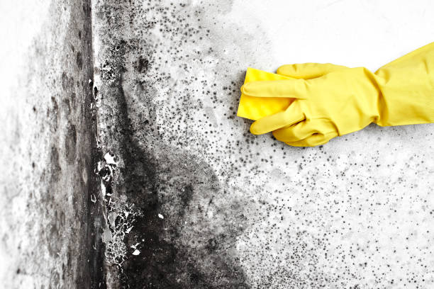 Best Health and Safety Mold Remediation in Wolfforth, TX