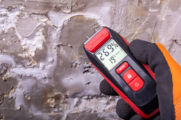 Best Attic Mold Remediation in Wolfforth, TX