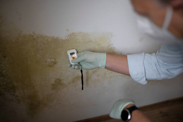 Best DIY Mold Remediation Support Services in Wolfforth, TX