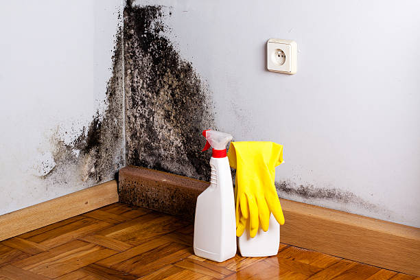 Best Bathroom Mold Remediation in Wolfforth, TX
