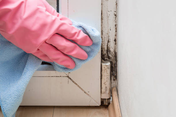 Best Industrial Mold Remediation in Wolfforth, TX