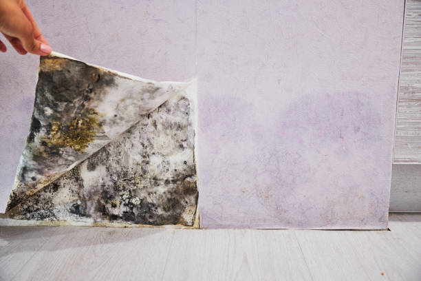 Best Basement Mold Remediation in Wolfforth, TX